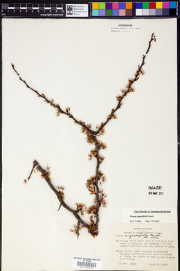 Prunus angustifolia image