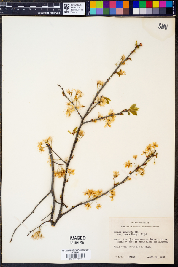 Prunus umbellata var. tarda image