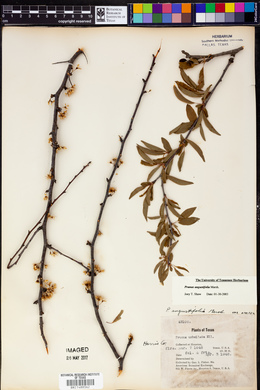 Prunus angustifolia image