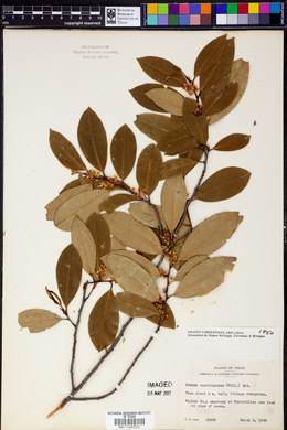 Prunus caroliniana image