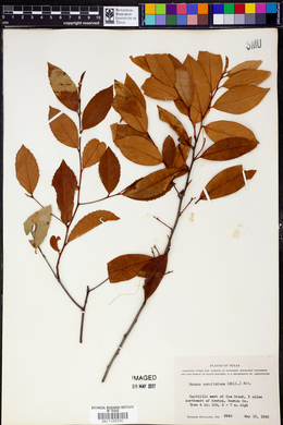 Prunus caroliniana image