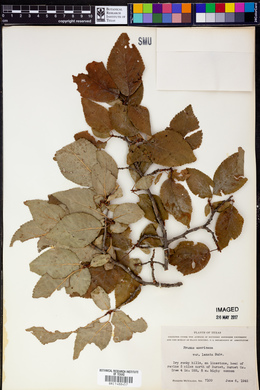 Prunus americana var. lanata image