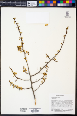 Prunus rivularis image