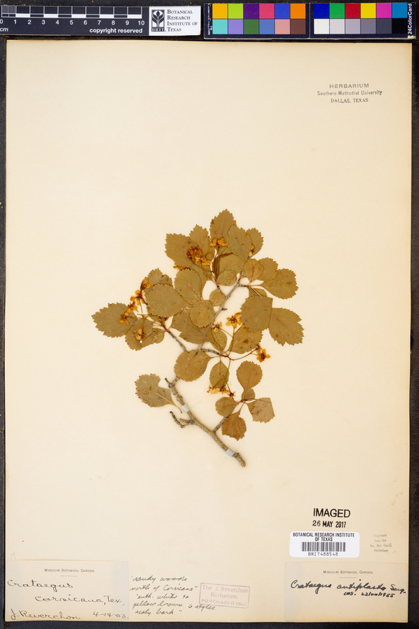 Crataegus antiplasta image