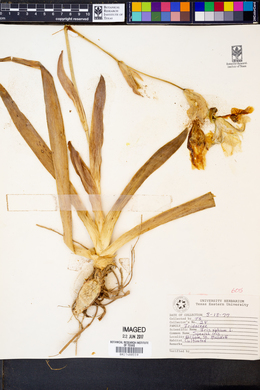 Iris xiphium image