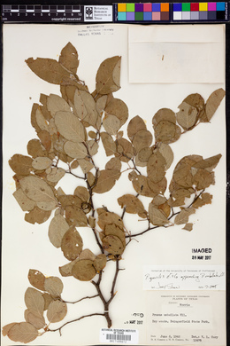 Prunus gracilis image