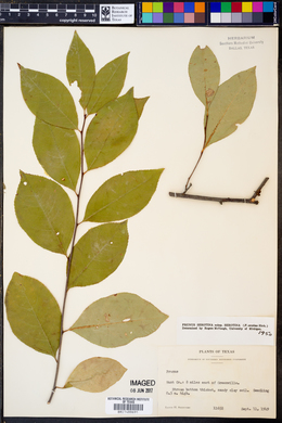 Prunus serotina subsp. serotina image