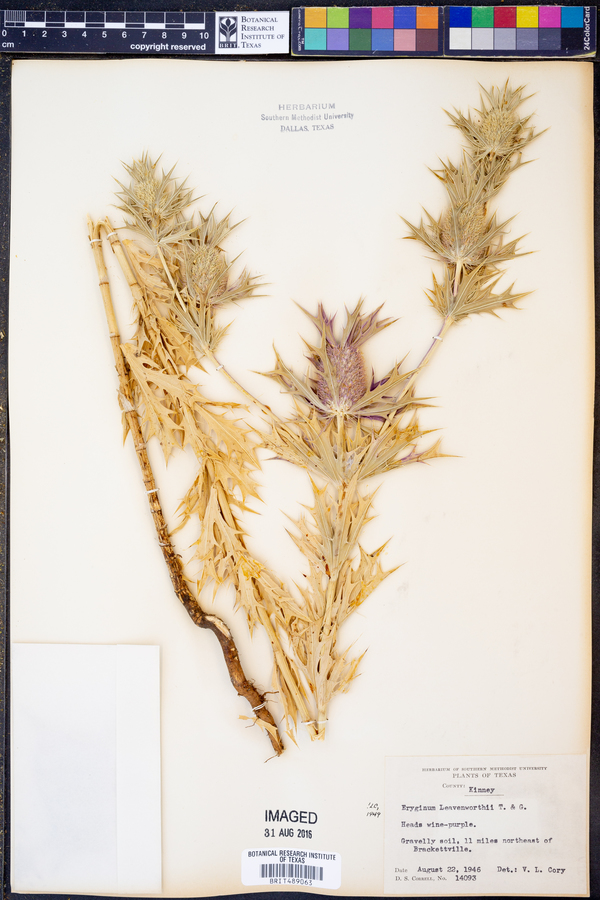 Eryngium leavenworthii image