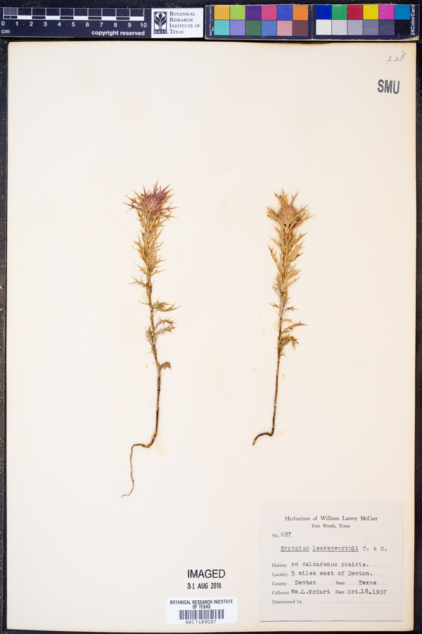 Eryngium leavenworthii image