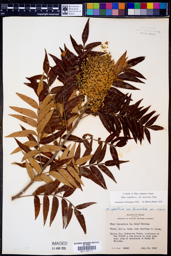 Rhus lanceolata image