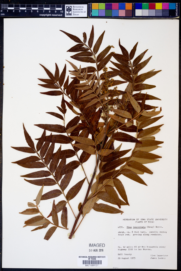 Rhus lanceolata image