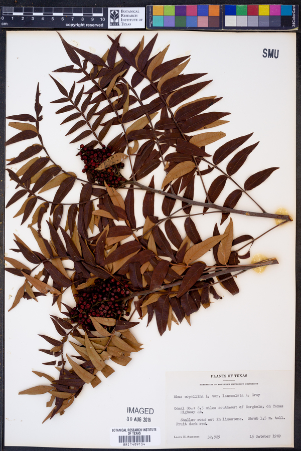 Rhus lanceolata image