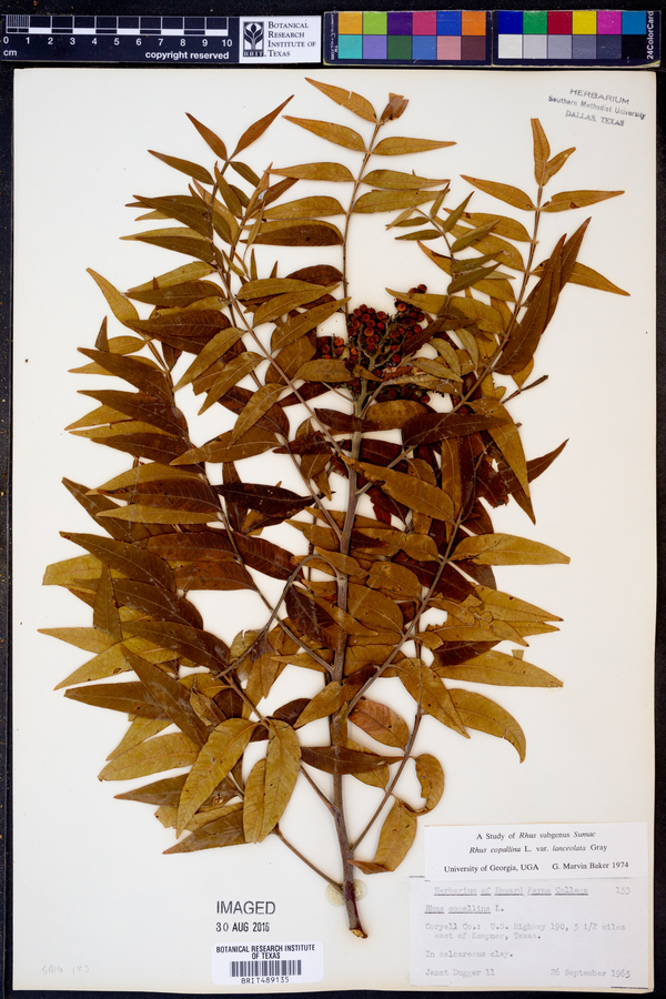 Rhus lanceolata image