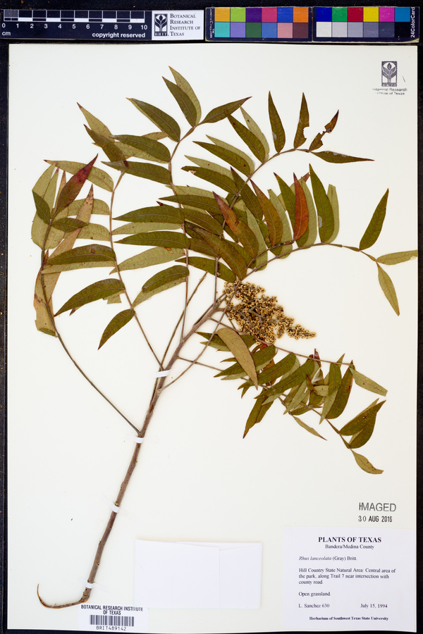 Rhus lanceolata image