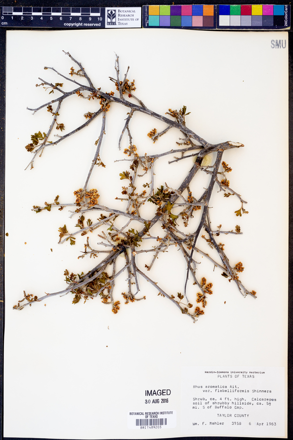Rhus aromatica var. flabelliformis image