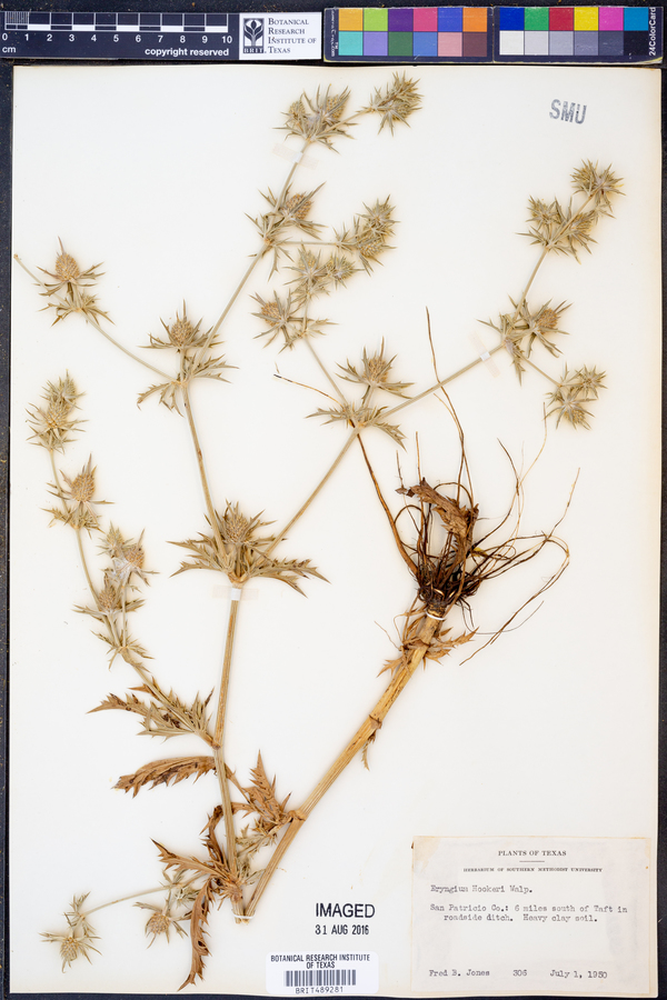 Eryngium hookeri image