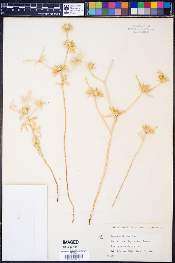 Eryngium diffusum image