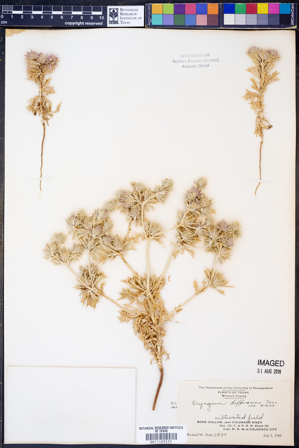 Eryngium diffusum image