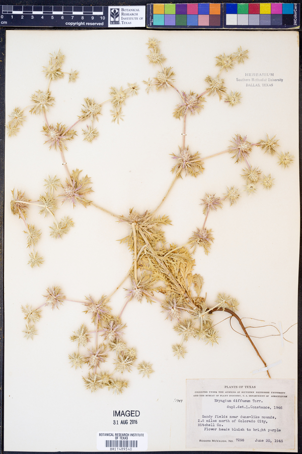Eryngium diffusum image
