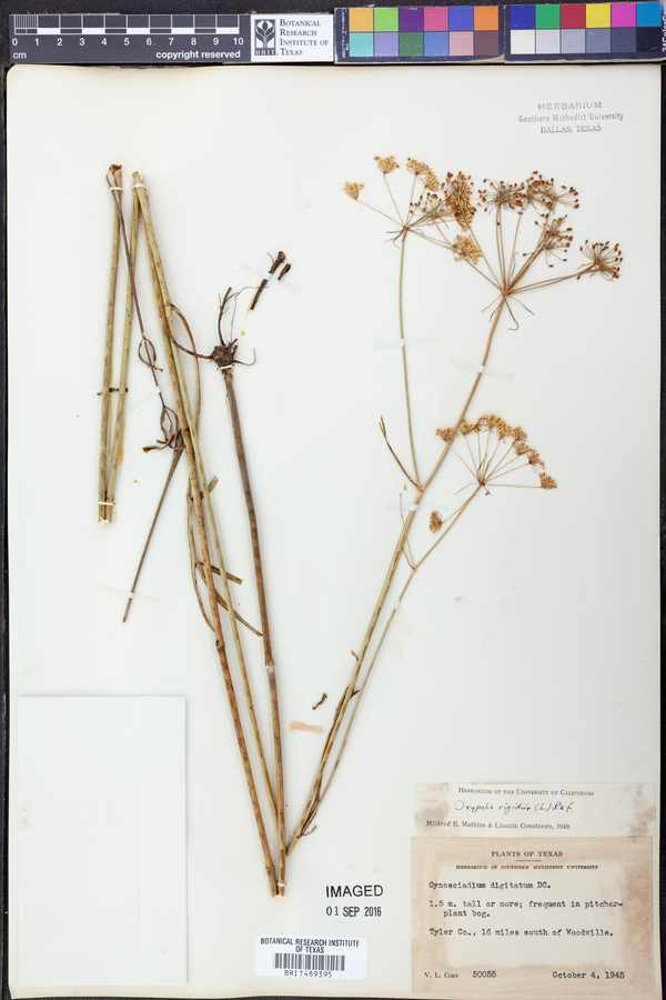 Oxypolis rigidior image