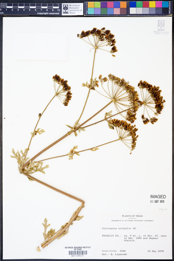 Polytaenia image