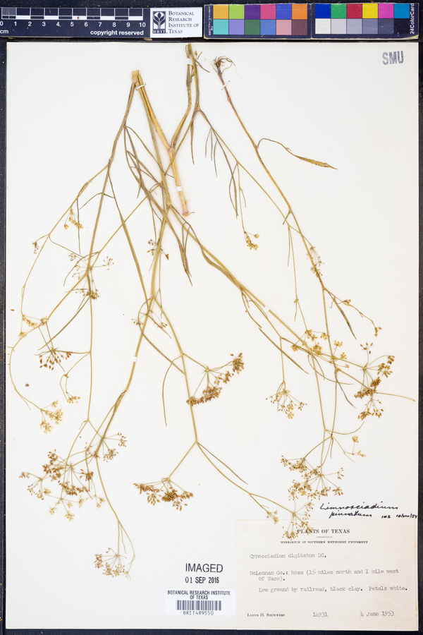 Limnosciadium pinnatum image