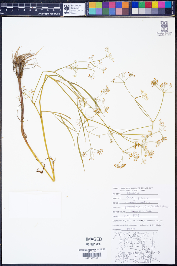 Limnosciadium image