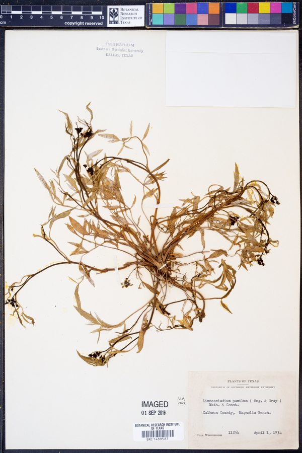 Limnosciadium pumilum image