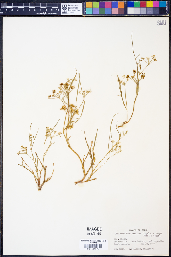 Limnosciadium pumilum image
