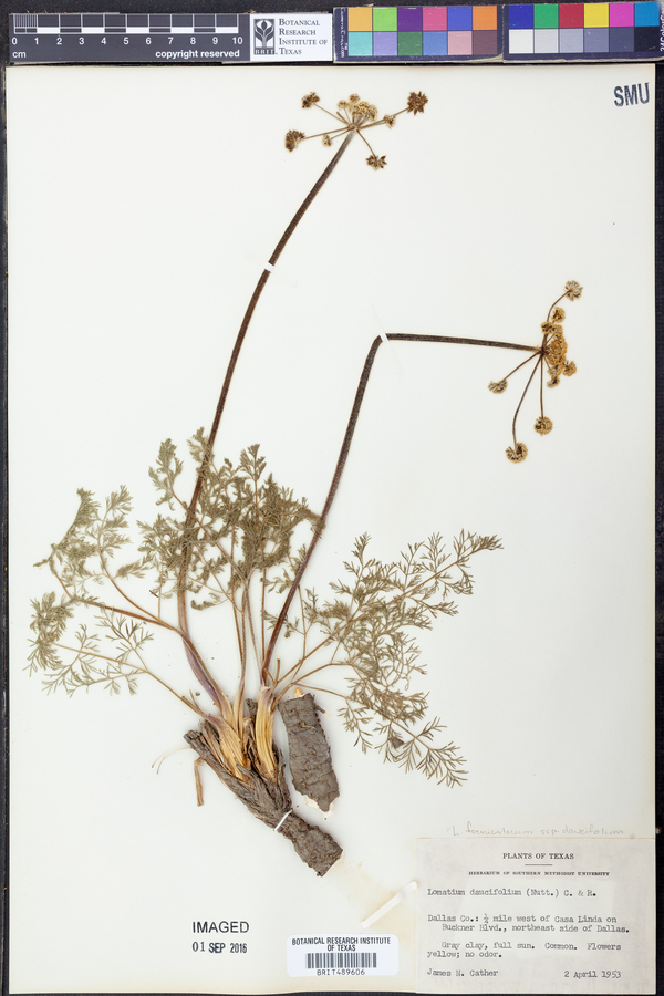 Lomatium foeniculaceum subsp. daucifolium image