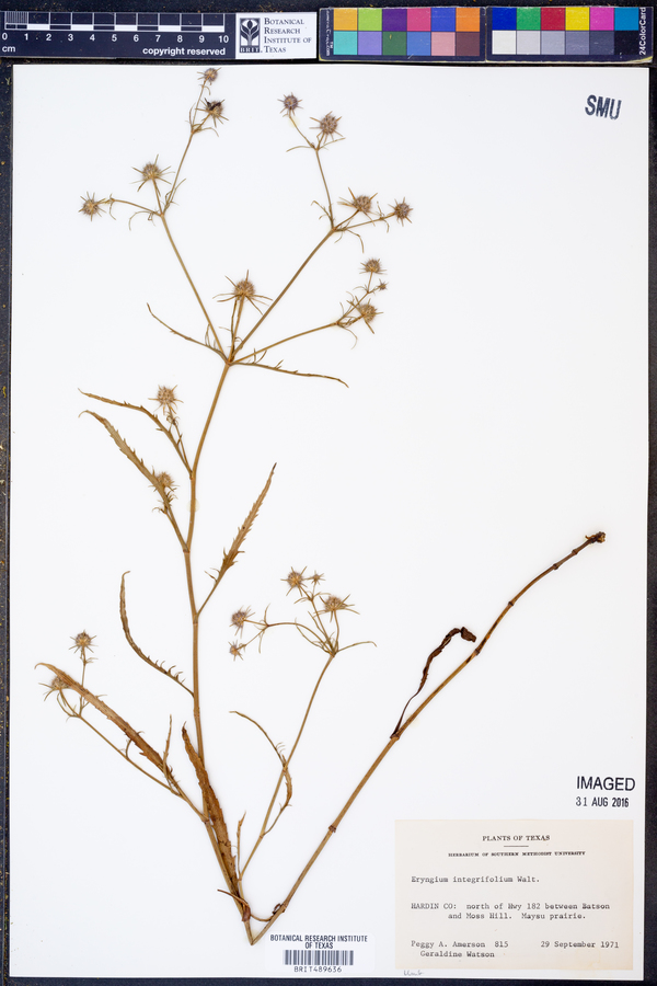 Eryngium integrifolium image