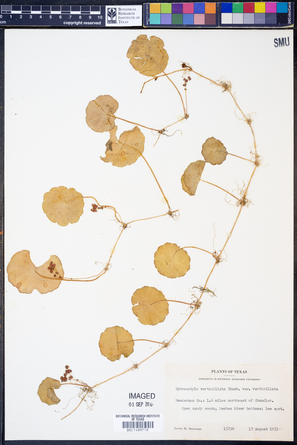 Hydrocotyle verticillata var. verticillata image