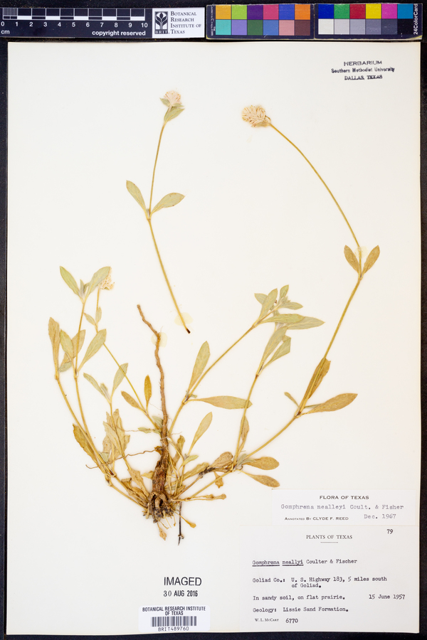 Gomphrena nealleyi image