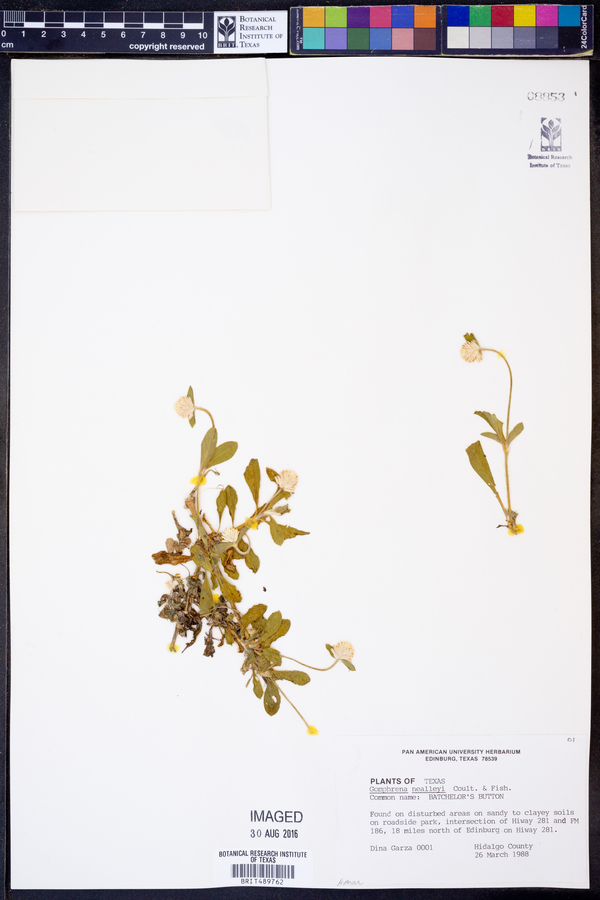 Gomphrena nealleyi image