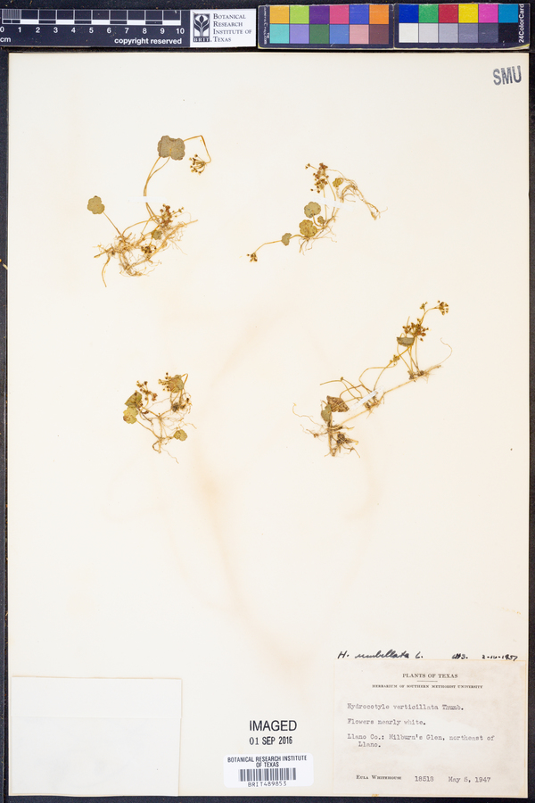 Hydrocotyle umbellata image
