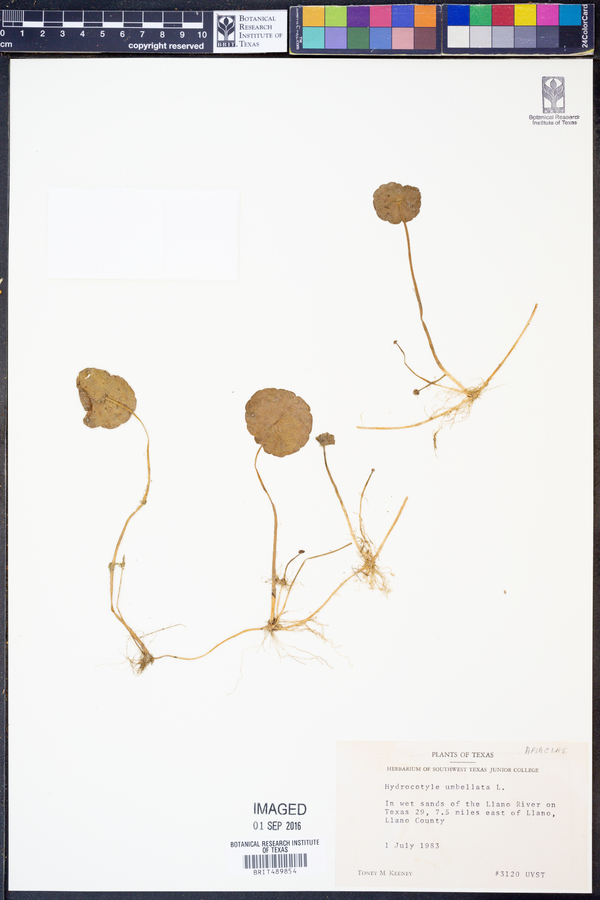 Hydrocotyle umbellata image