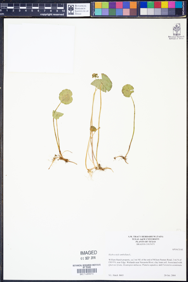 Hydrocotyle umbellata image