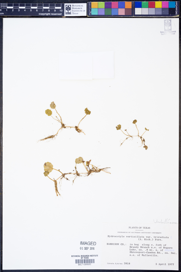 Hydrocotyle prolifera image