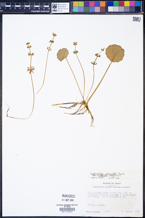 Hydrocotyle prolifera image