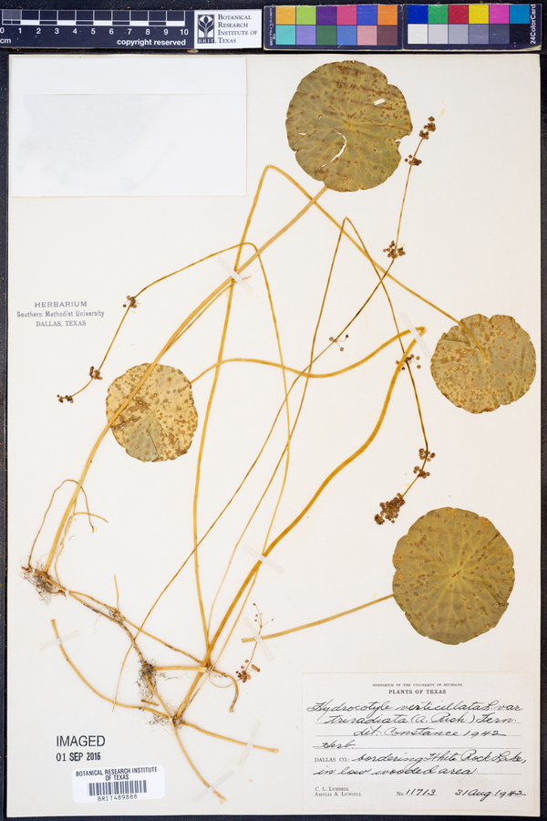 Hydrocotyle prolifera image