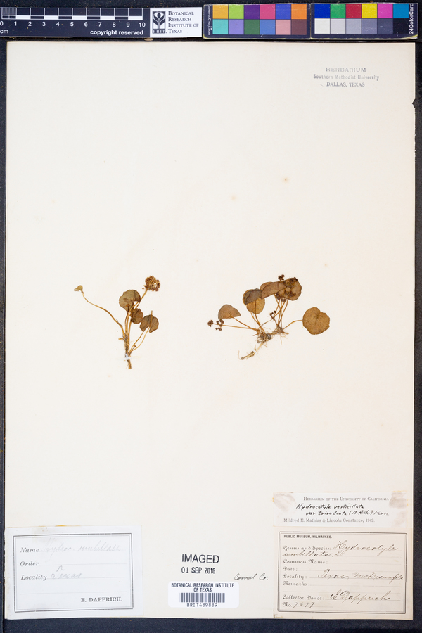 Hydrocotyle prolifera image