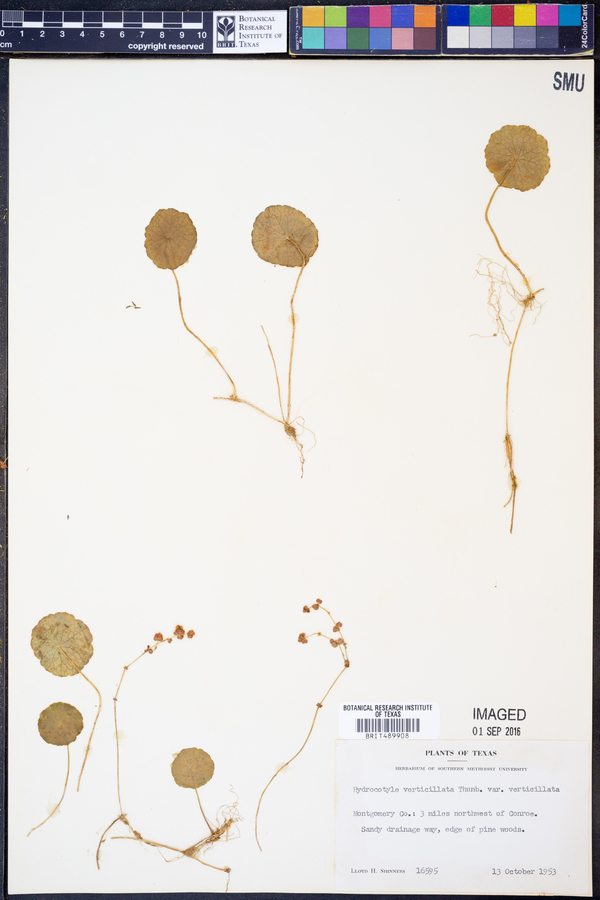 Hydrocotyle verticillata var. verticillata image