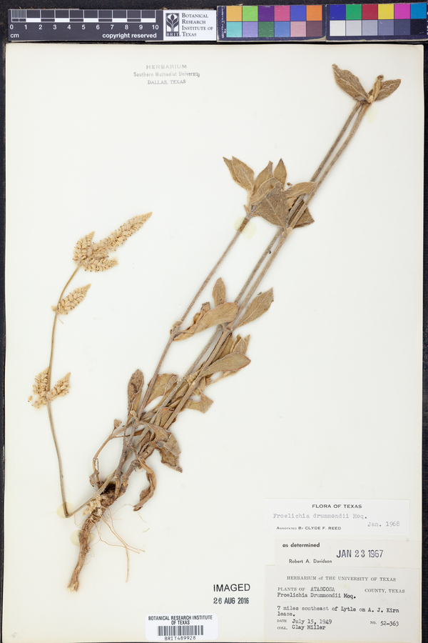 Froelichia drummondii image