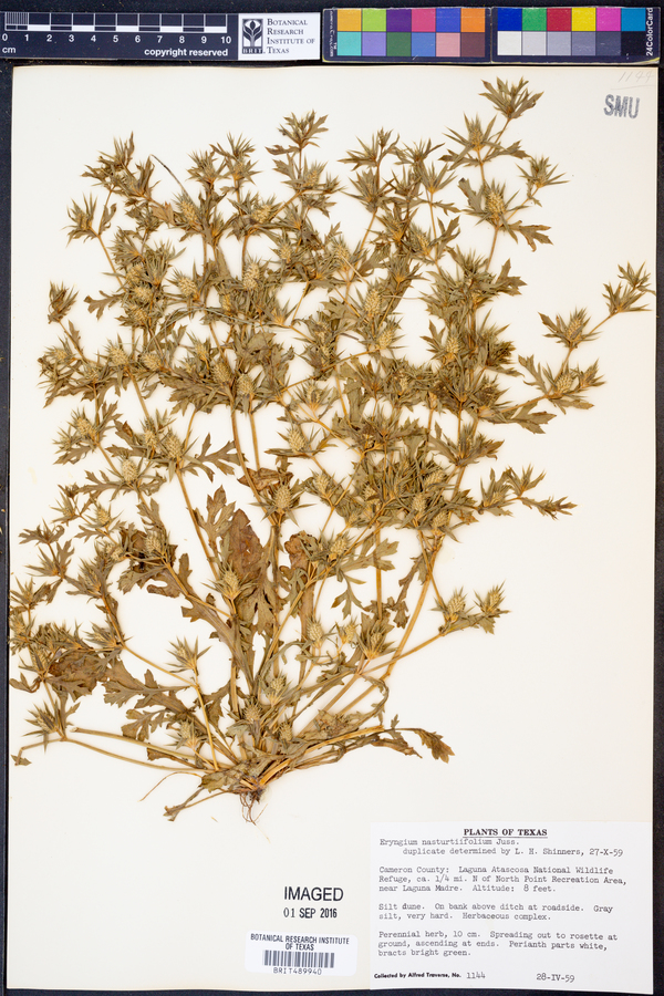 Eryngium nasturtiifolium image