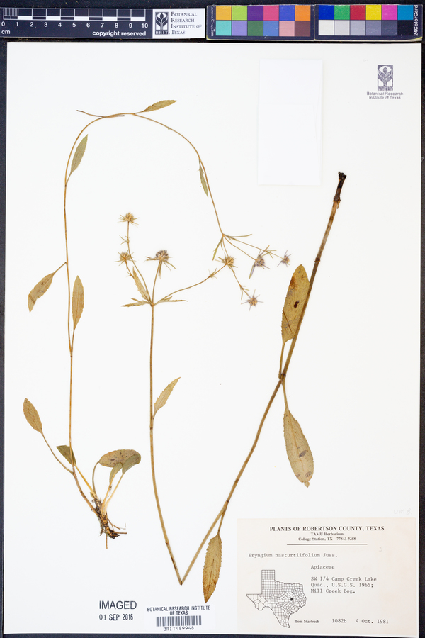 Eryngium nasturtiifolium image