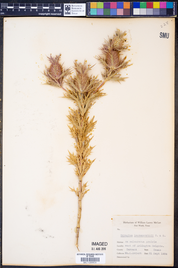 Eryngium leavenworthii image