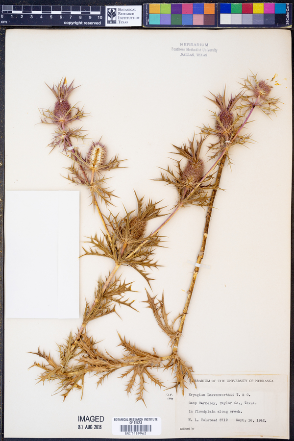 Eryngium leavenworthii image