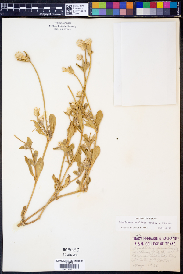 Gomphrena nealleyi image