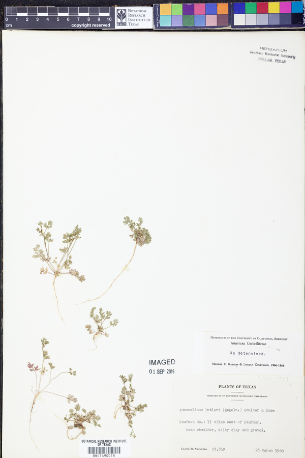 Ammoselinum butleri image