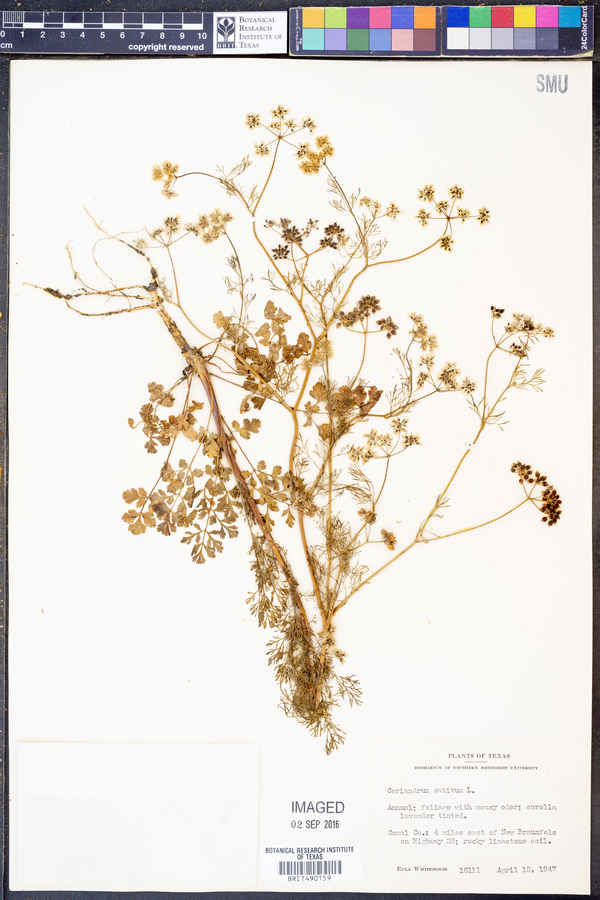 Coriandrum sativum image